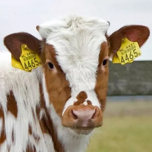 targhette-mucca Scegliere un marcatore laser: 10 linee guida per non sbagliare